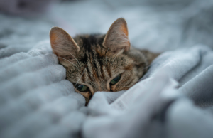 gato com frio