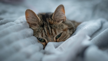 gato com frio