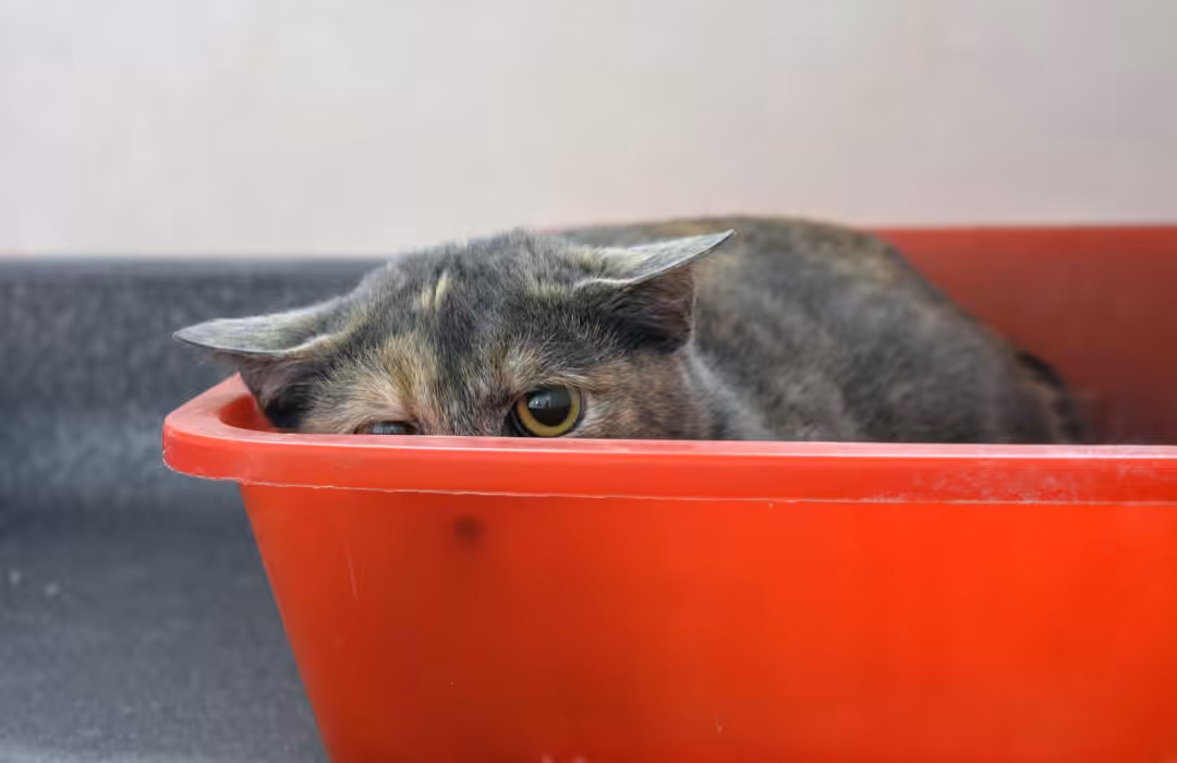 Barulhos de buzinas, secador de cabelo e de carros podem causar problemas auditivos nos pets