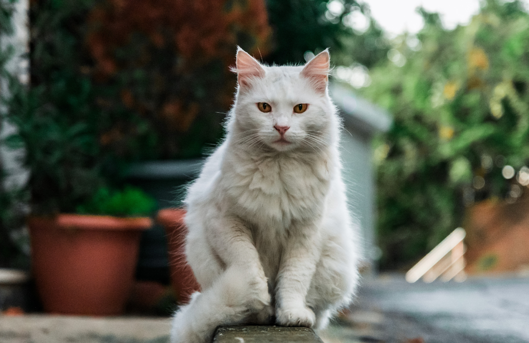 Esporotricose em gatos tem cura e posse responsável é chave para prevenção