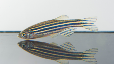 peixe-zebra