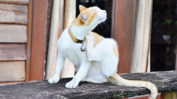 gato com pulgas