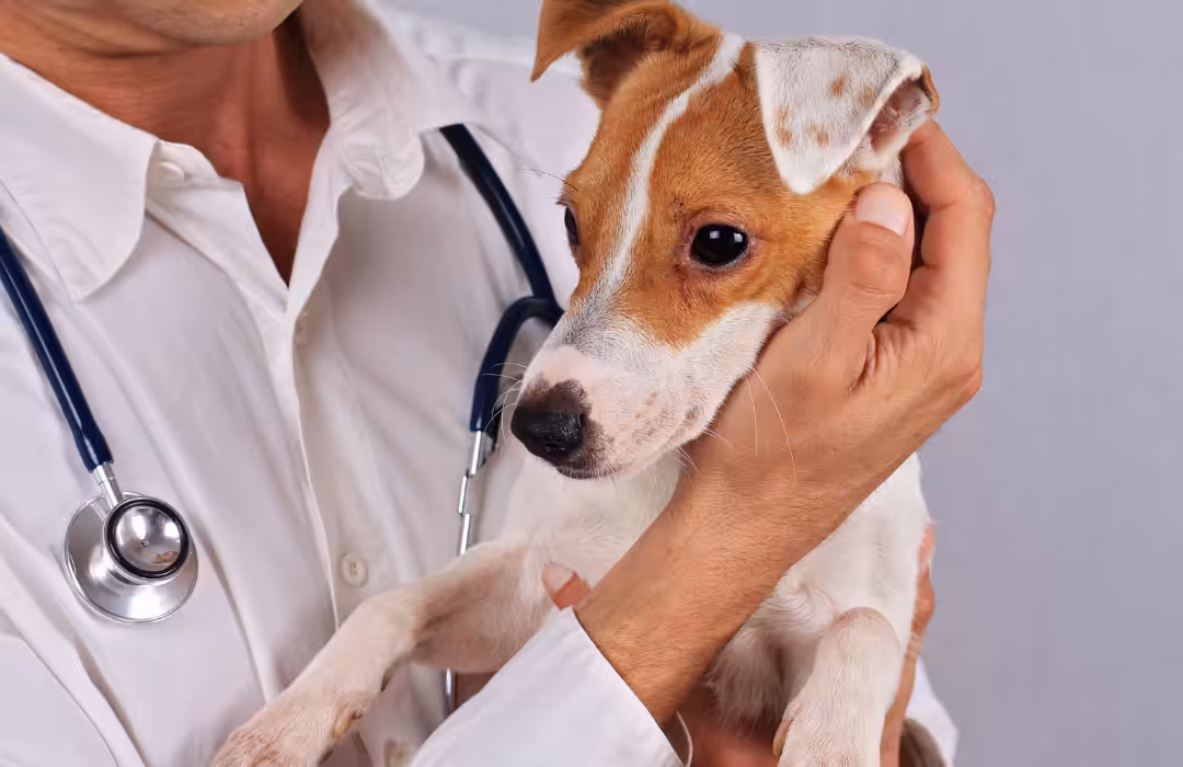 Veterinário atua como voluntário em casa que acolhe pessoas LGBTQIA+ e seus pets