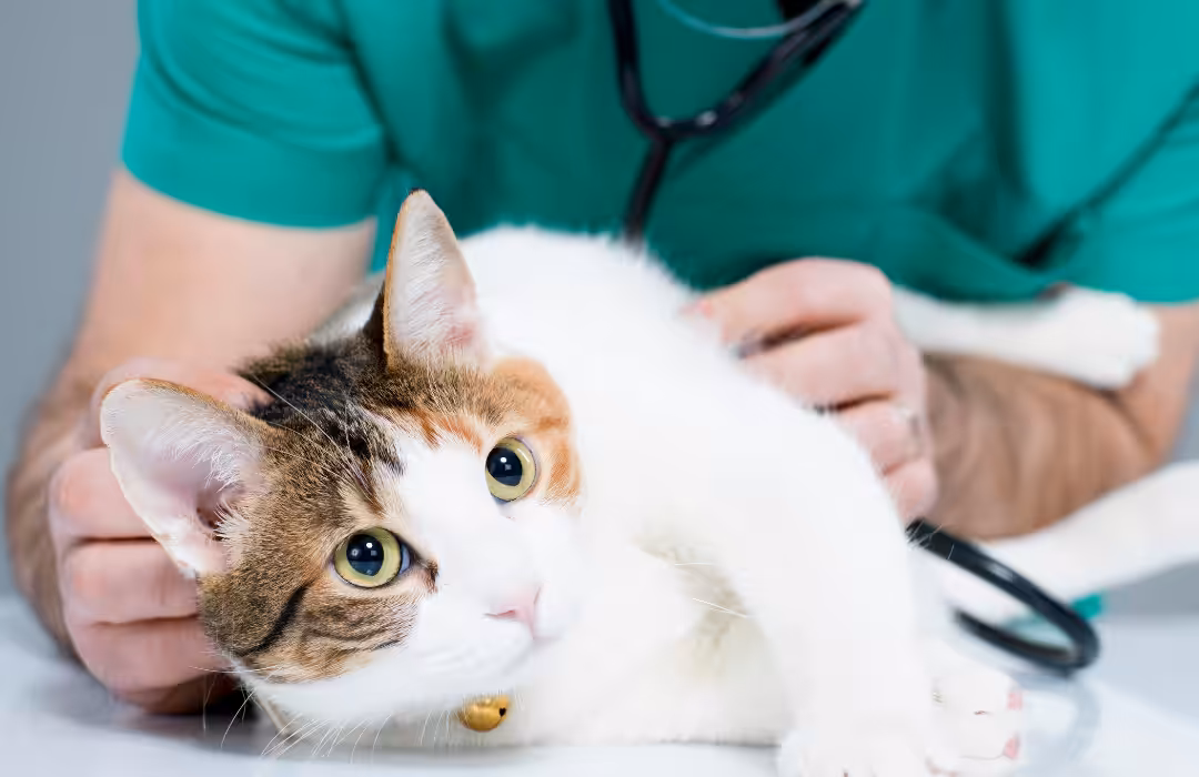 Atendimentos: Anhanguera de Sorocaba inaugura clínica-escola de Medicina Veterinária