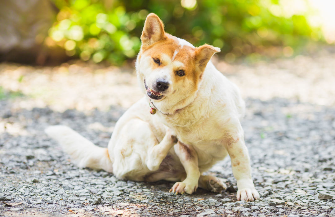 cachorro alergia