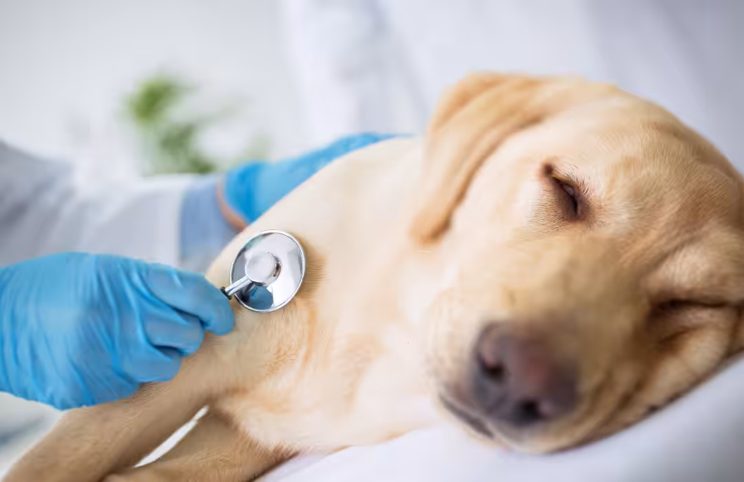 Médico-veterinário alerta para o perigo de intoxicação em animais de companhia