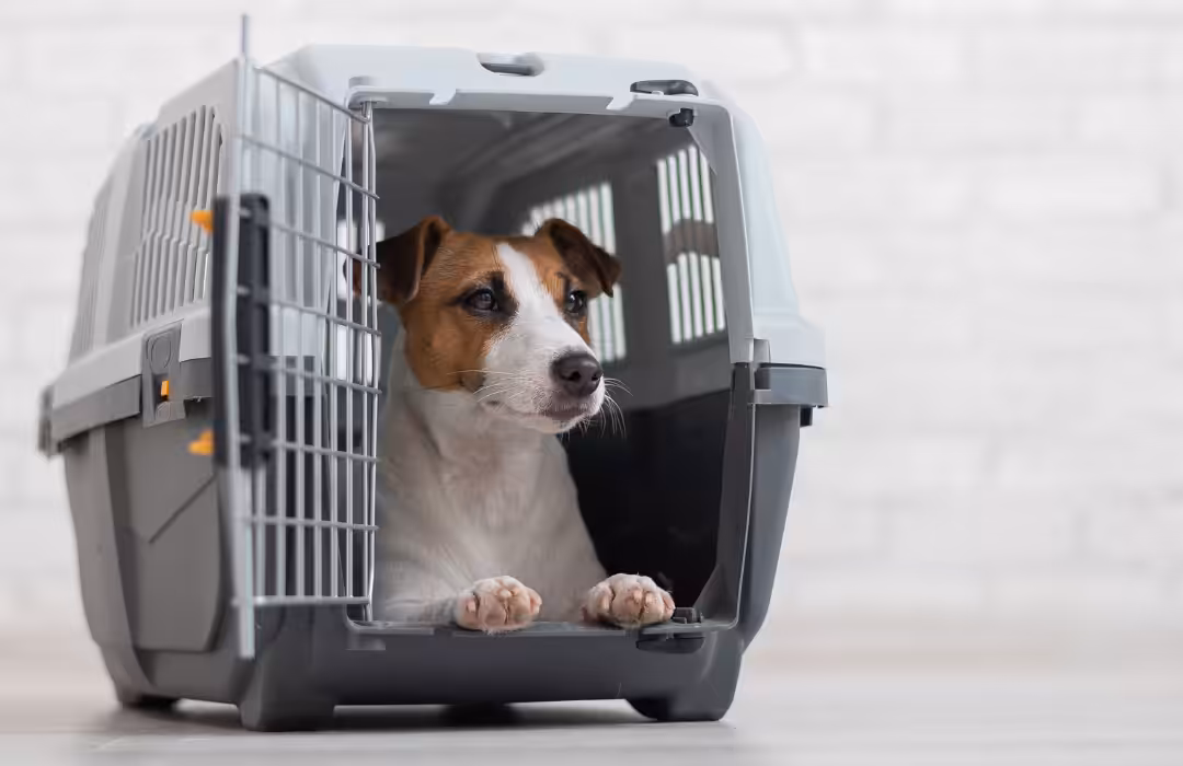 Médica-veterinária dá dicas de como manter o pet calmo durante uma viagem de avião
