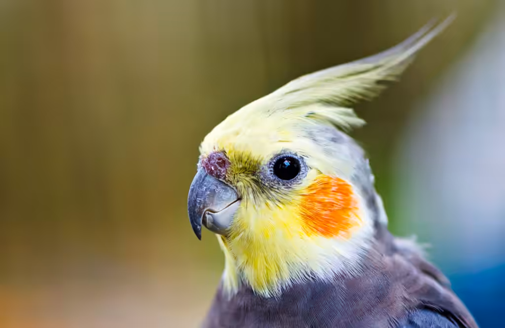 calopsita