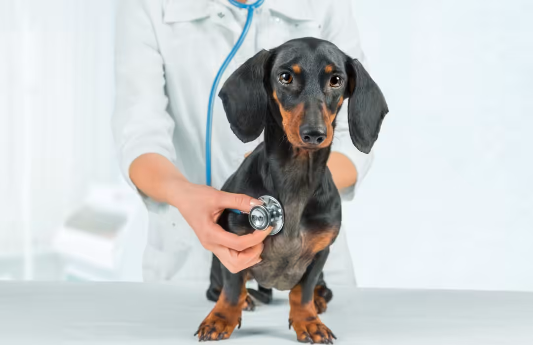 Nutrição está diretamente relacionada com a saúde cardíaca dos animais