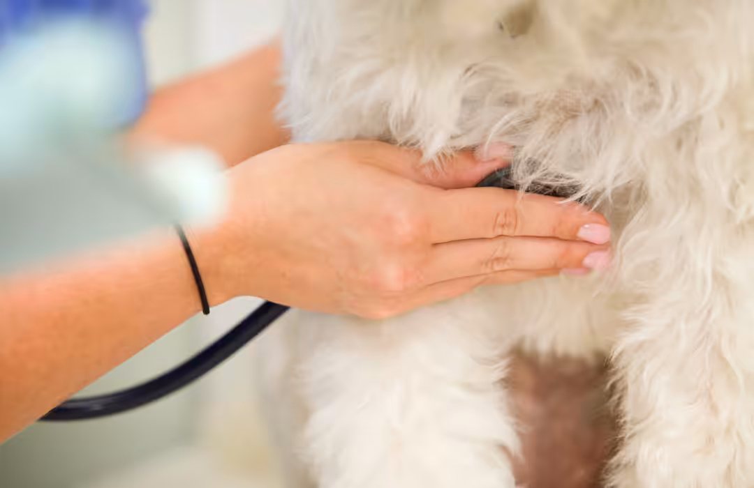 Campanha “Setembro Vermelho” fala sobre os benefícios da saúde cardíaca dos pets