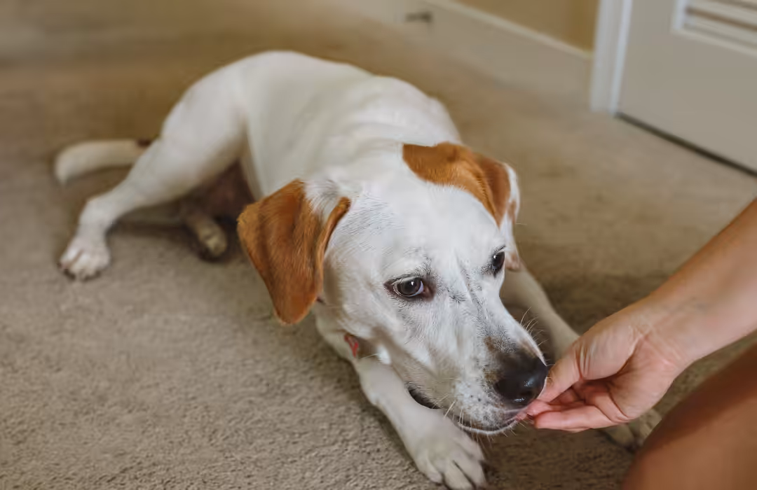 Petiscos para cães e gatos: um olhar crítico sobre implicações nutricionais e desafios regulatórios