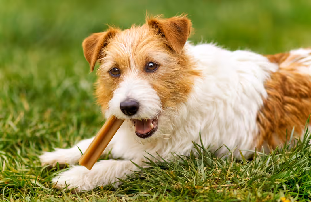 Veterinária nutróloga comenta casos de intoxicação de cães após consumirem petiscos