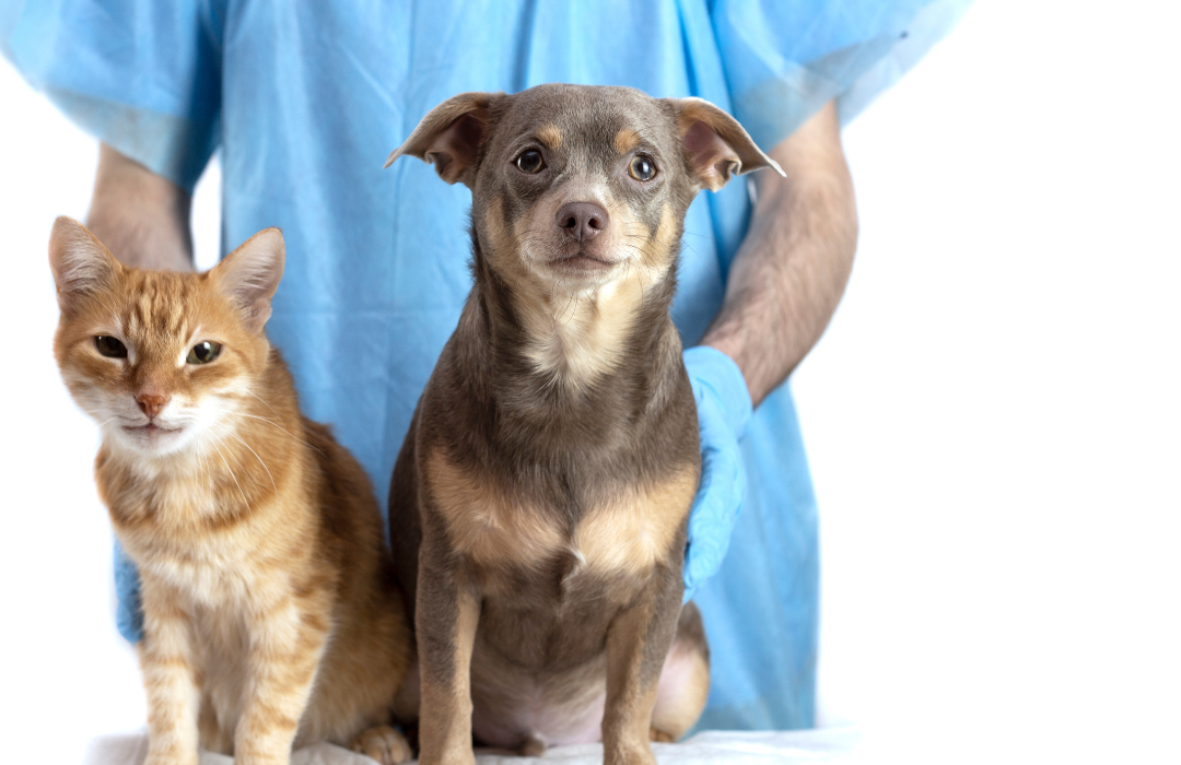 veterinário cachorro e gato