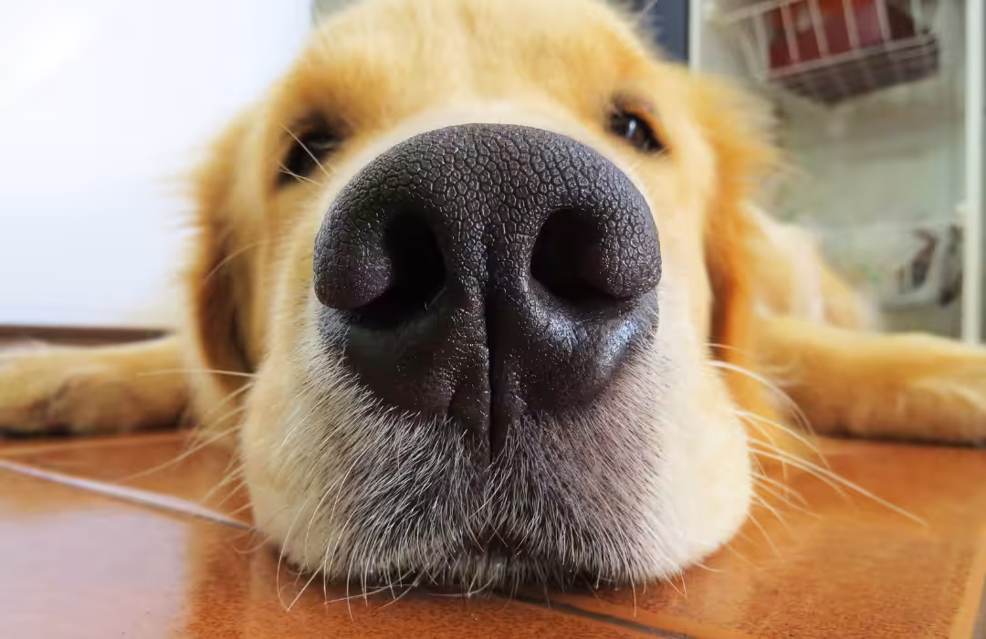 Ciência mostra que TV ligada não traz benefício ao cão e pode até potencializar sua ansiedade