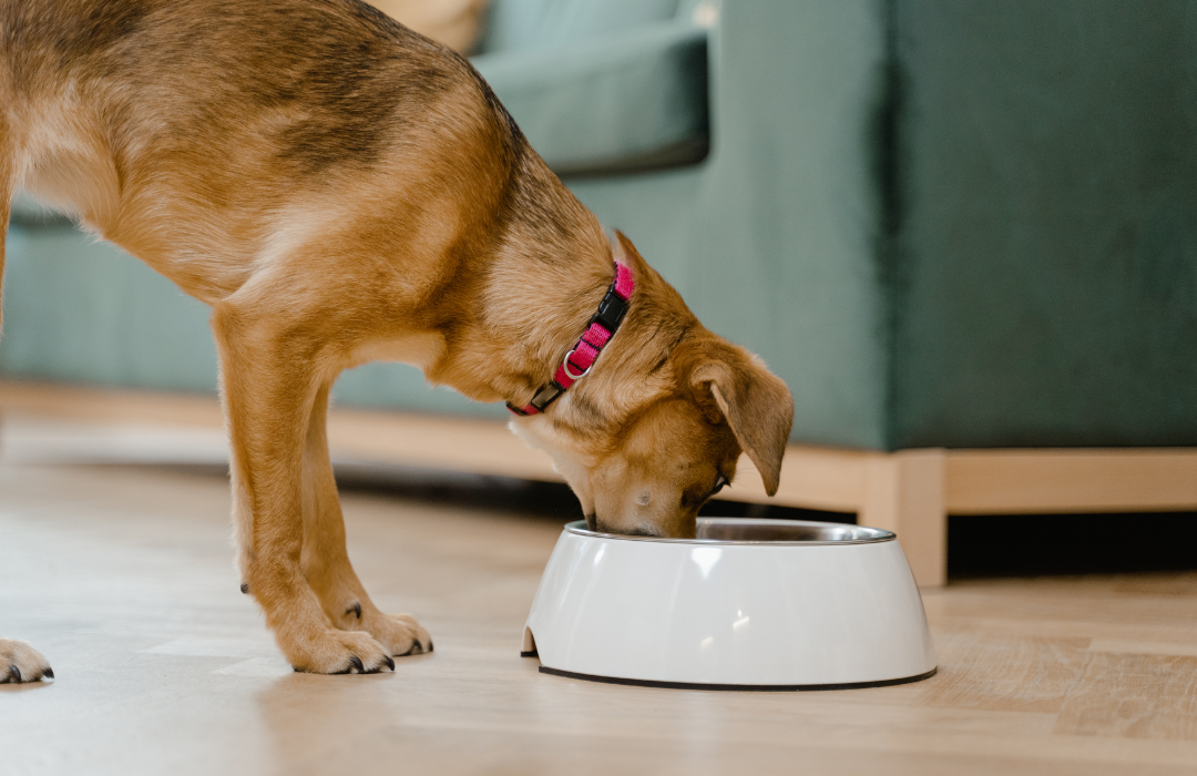 cachorro comendo