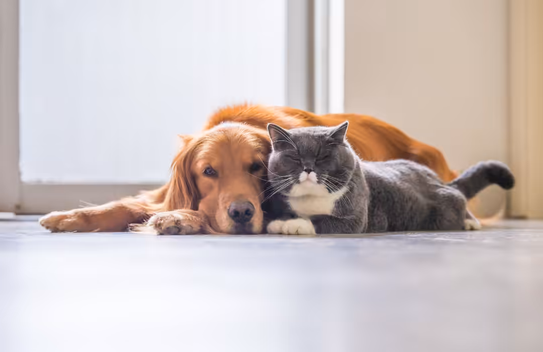 Zootecnista e adestradora canina fala sobre como manter uma boa convivência entre cães e gatos