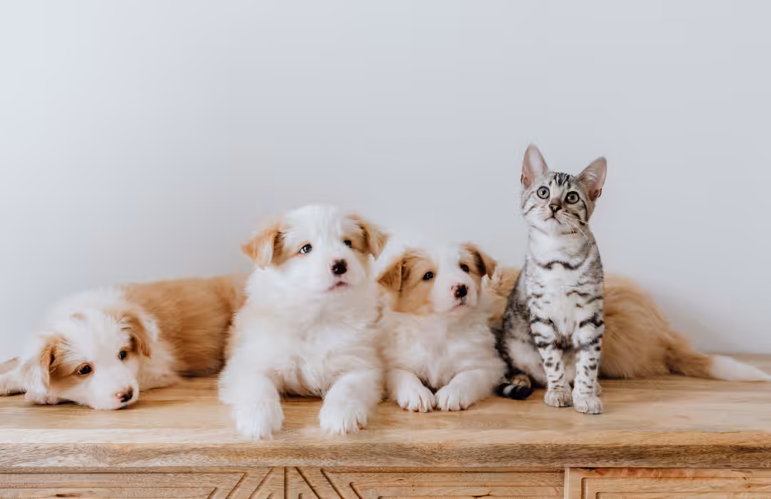 Veterinária dá dicas para que tutor receba um novo pet em casa com conforto e segurança