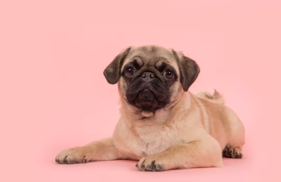 Outubro Rosa: oncologista veterinário fala sobre o câncer de mama em pets e a importância do diagnóstico precoce