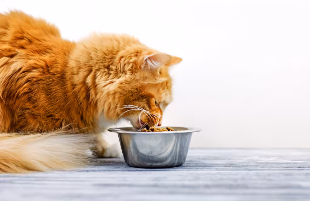 gato comendo