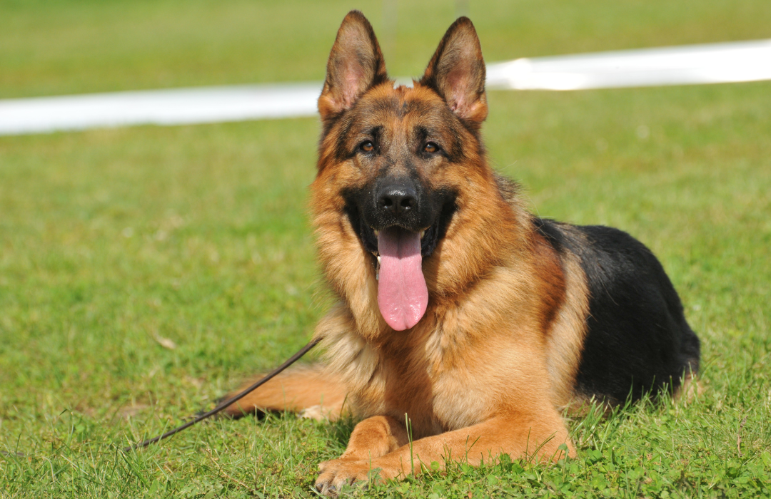 O que veremos sobre como lidar com cães com maiores chances de ataque a humano