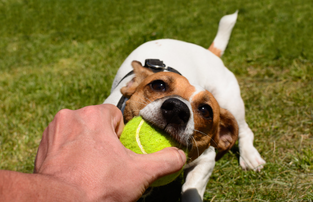 cachorro brincando