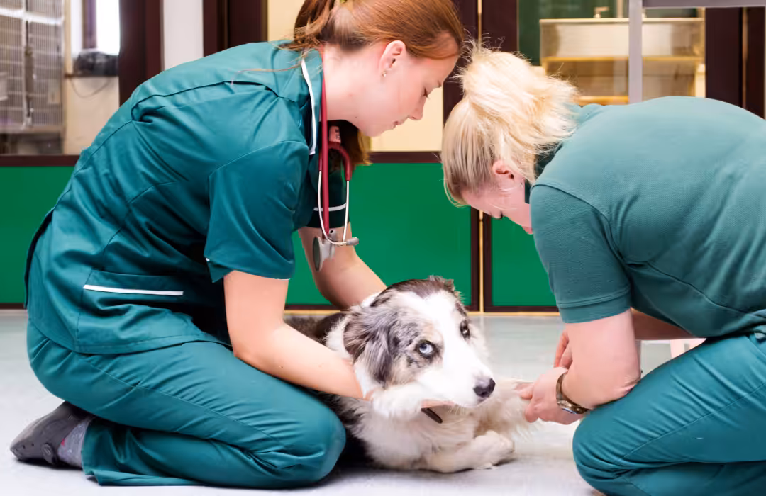 Universidade Federal da Paraíba lança edital com vagas para residência em Medicina Veterinária