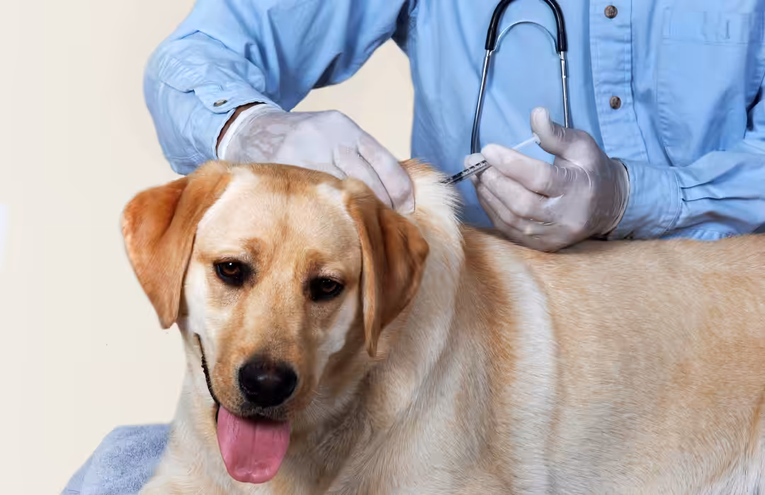 Tutores devem procurar veterinário de confiança para vacinar seus animais