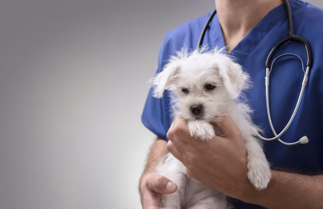 CRMV-SP promove a 6ª Semana do Médico-veterinário, de 16 a 18 de novembro