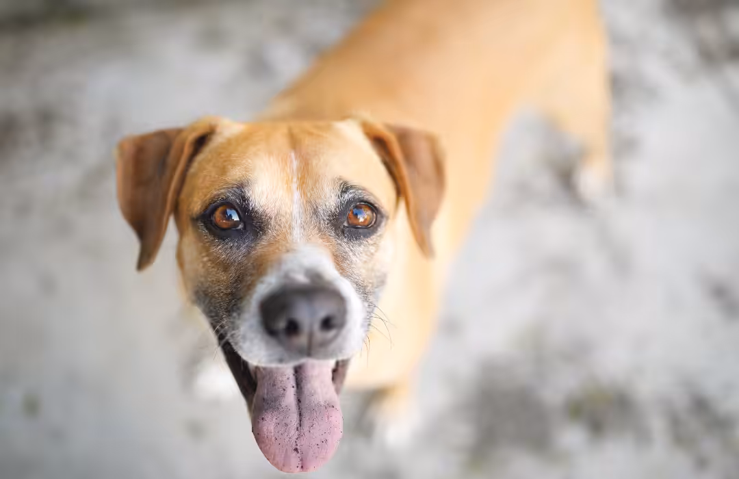Vira-lata caramelo: veterinária comenta favoritismo por cães sem raça definida, especialmente dessa cor