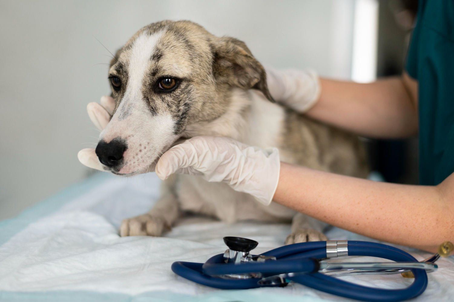 veterinário