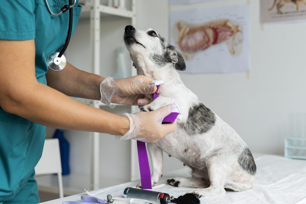 Veterinárias falam sobre a hemogasometria e sua importância