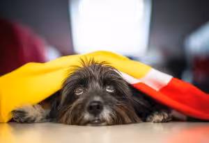 Fim de ano com os pets: um guia para festas e férias seguras e felizes para toda a família