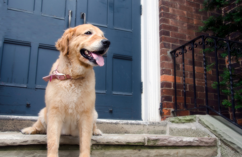 Principais afecções articulares em cães e gatos - online - Sympla