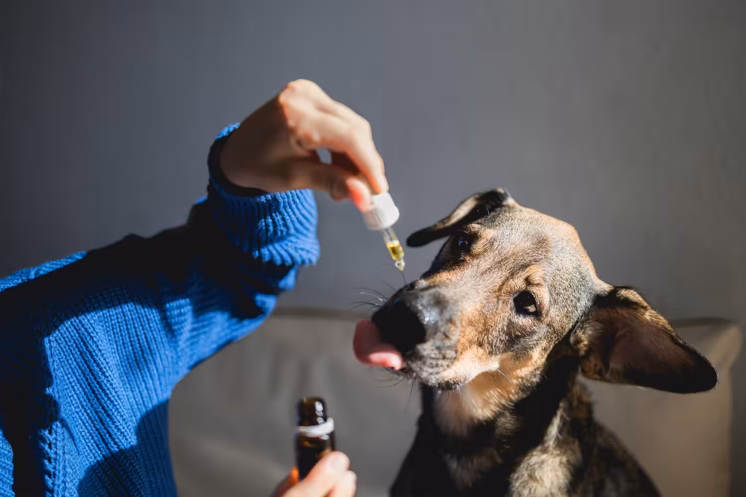 Dia da Homeopatia: Médica-veterinária fala sobre a prática e os benefícios que ela traz para os animais