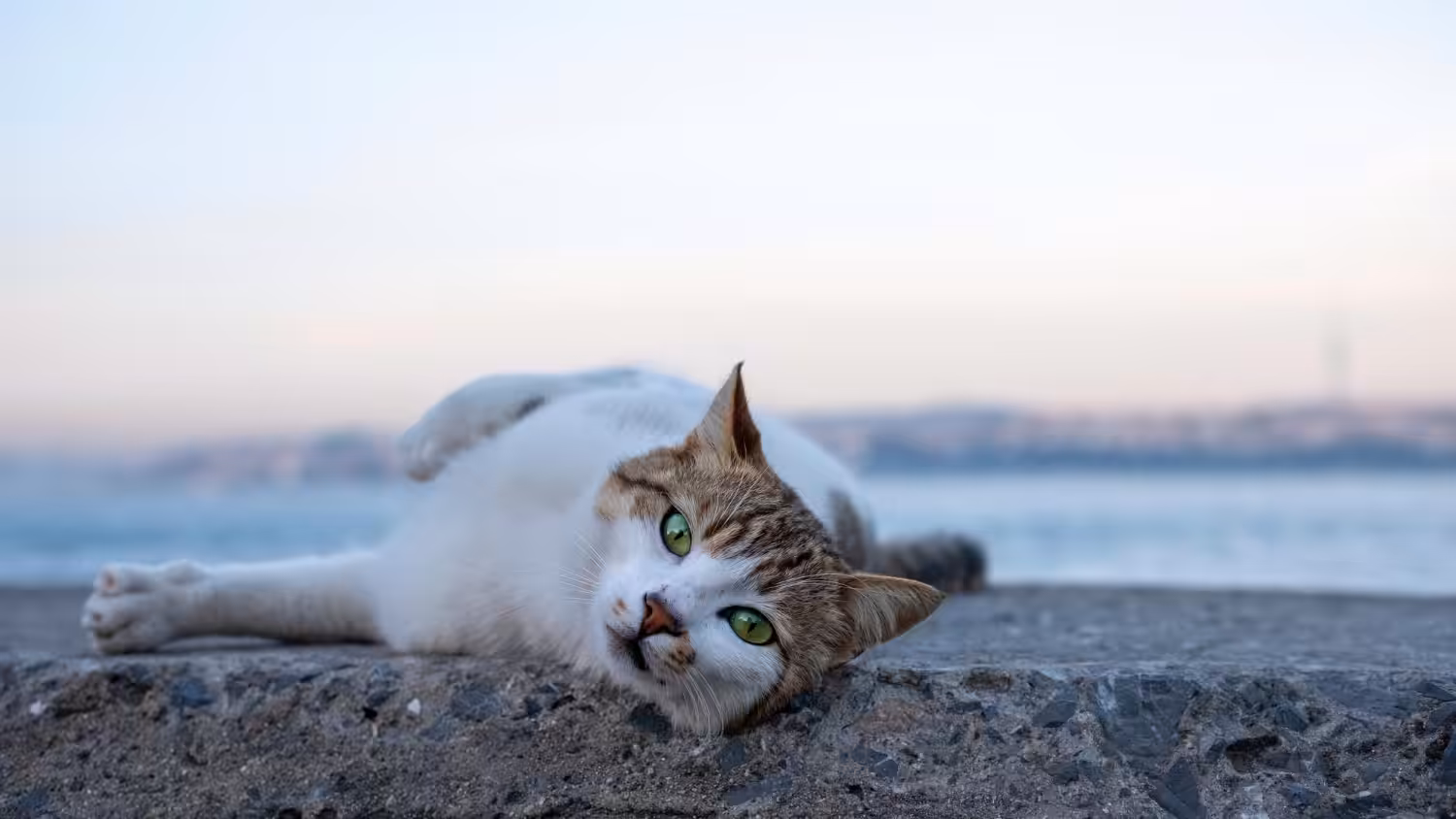 Copa do Catar: País tem um gato para cada habitante, enquanto cães são vistos como impuros