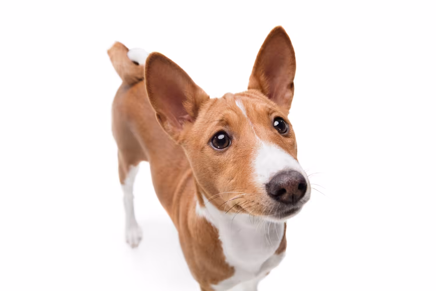 Aclamada pela República dos Camarões, raça Basenji é uma das mais antigas do mundo