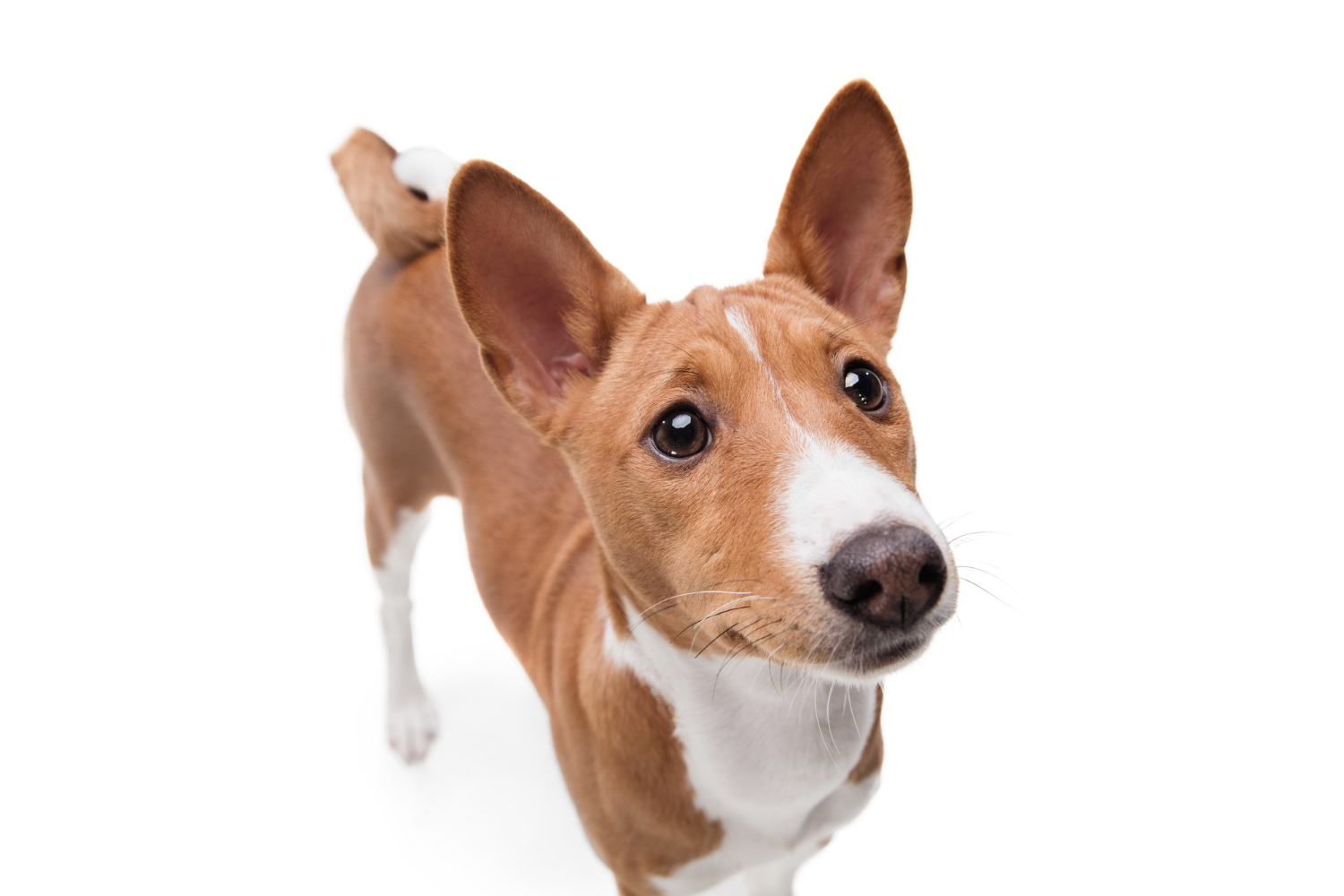 basenji