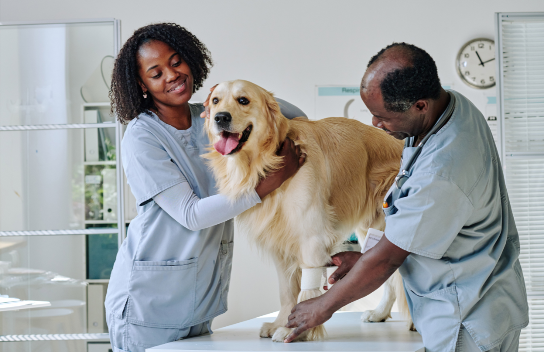 veterinários pretos