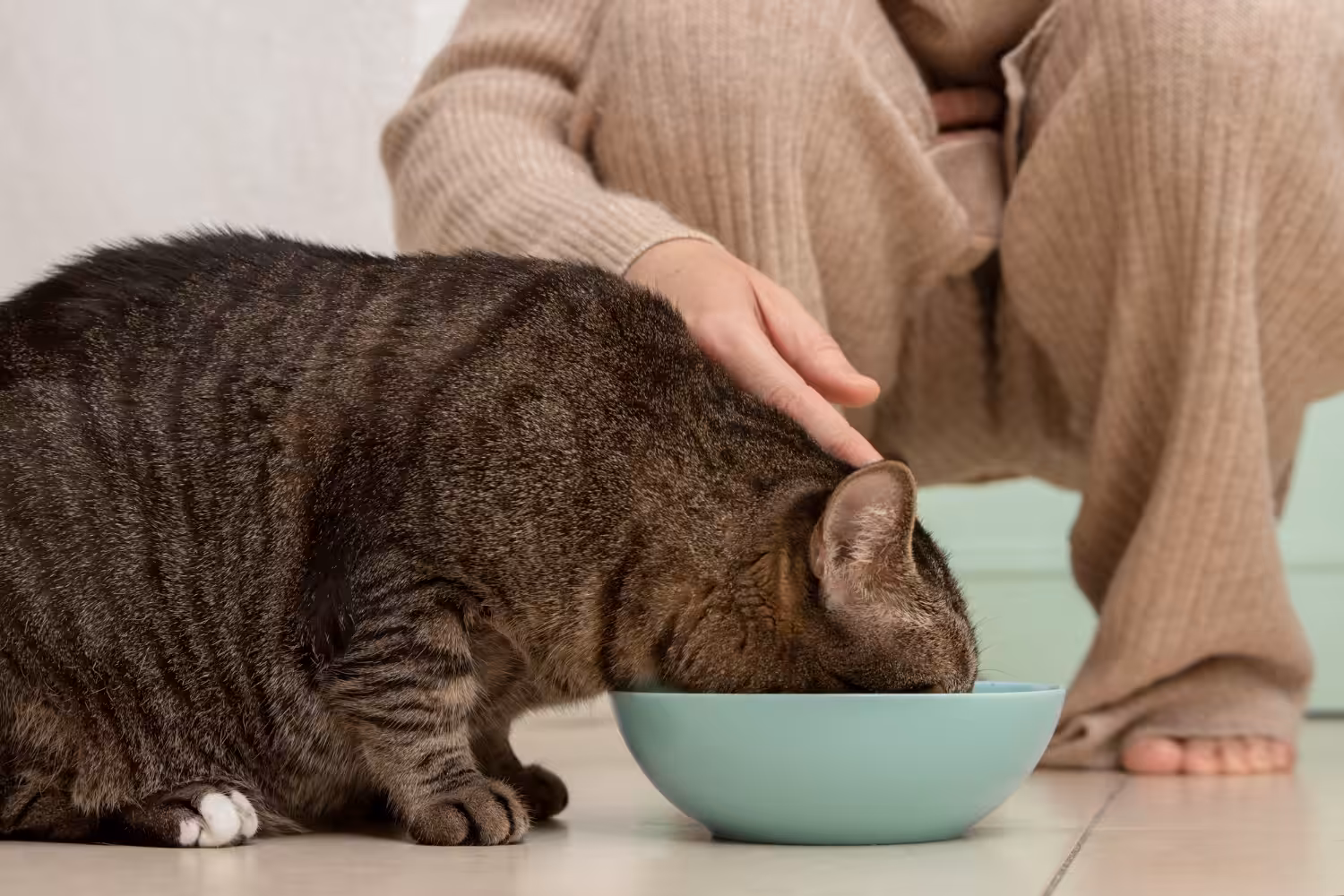 Gatos positivos para FeLV podem apresentar incômodos no momento de se alimentar