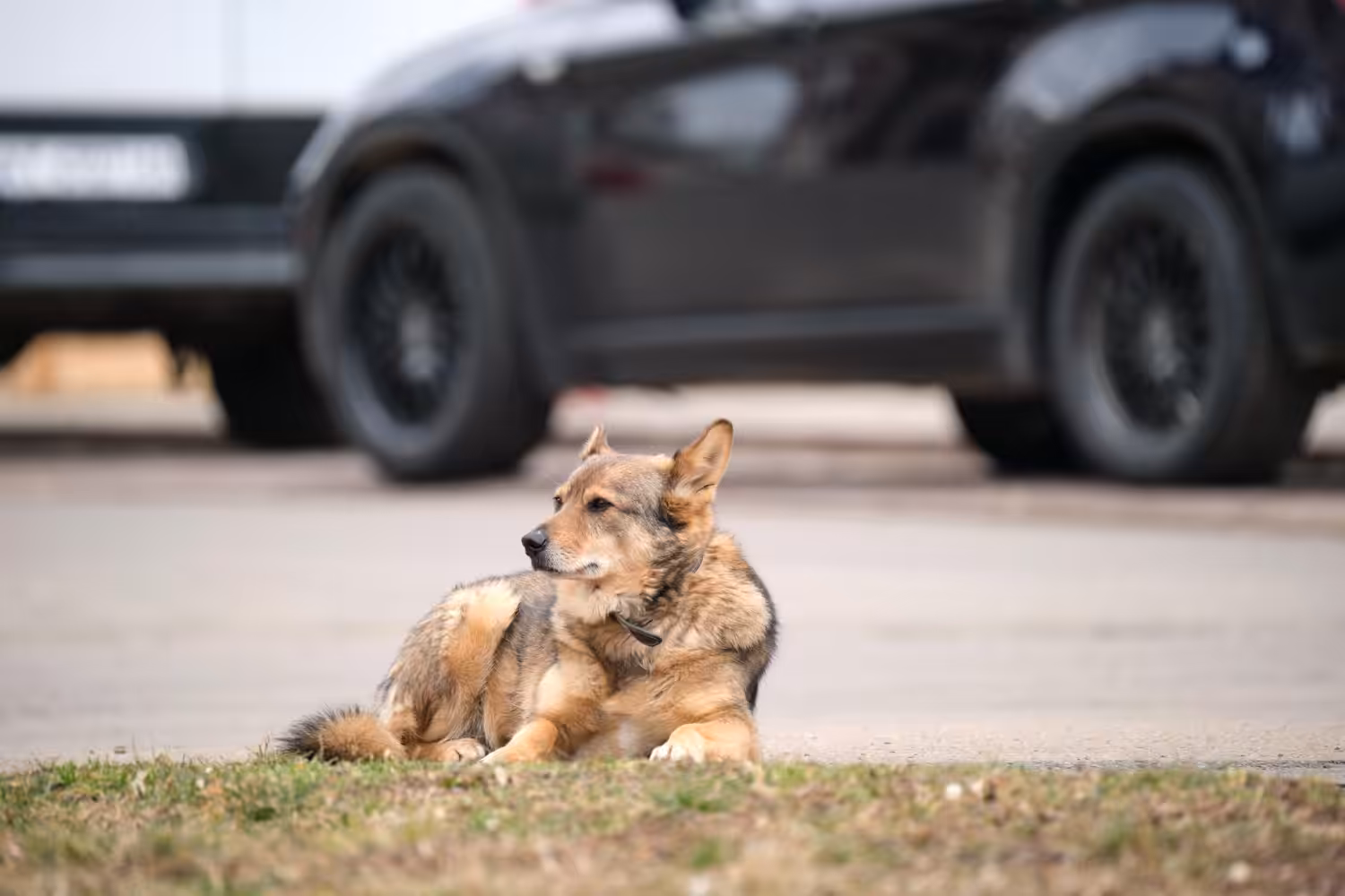 Presidente da Comissão de Bem-Estar Animal do CFMV fala sobre campanha Dezembro Verde