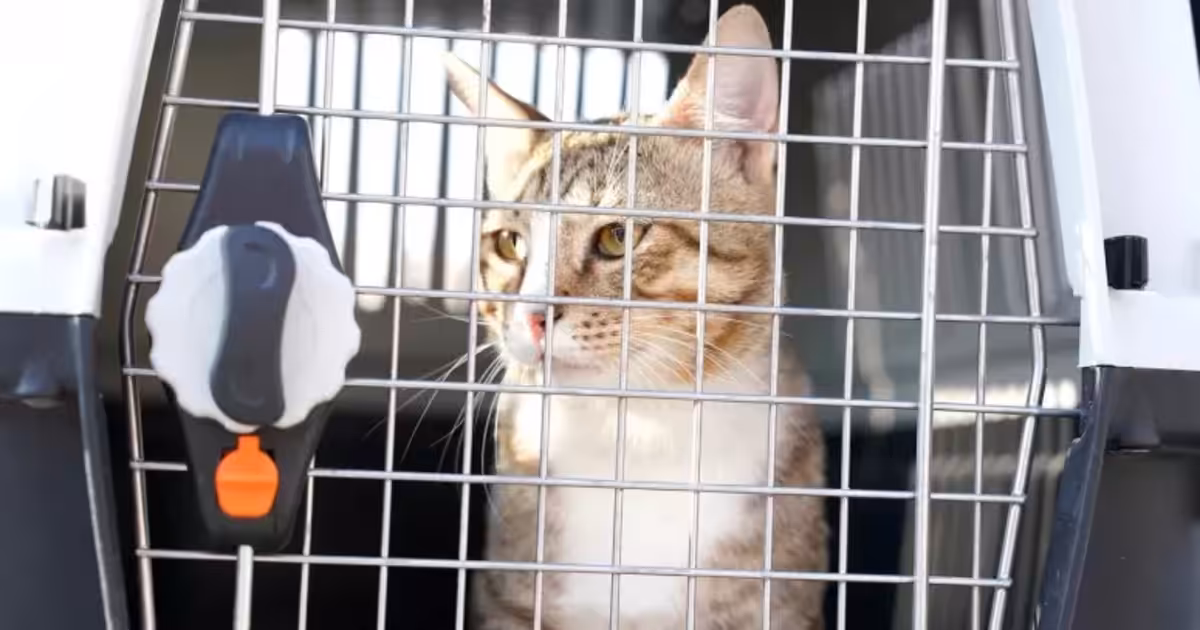 Jogadores da Inglaterra adotam gato de rua que ficava no CT da equipe no Catar