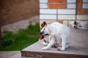 Estudo investiga ligação entre deficiência de IgA e dermatite atópica canina