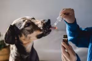 Estudo: uso prolongado de suplementos com CBD pode reduzir agressividade em cães