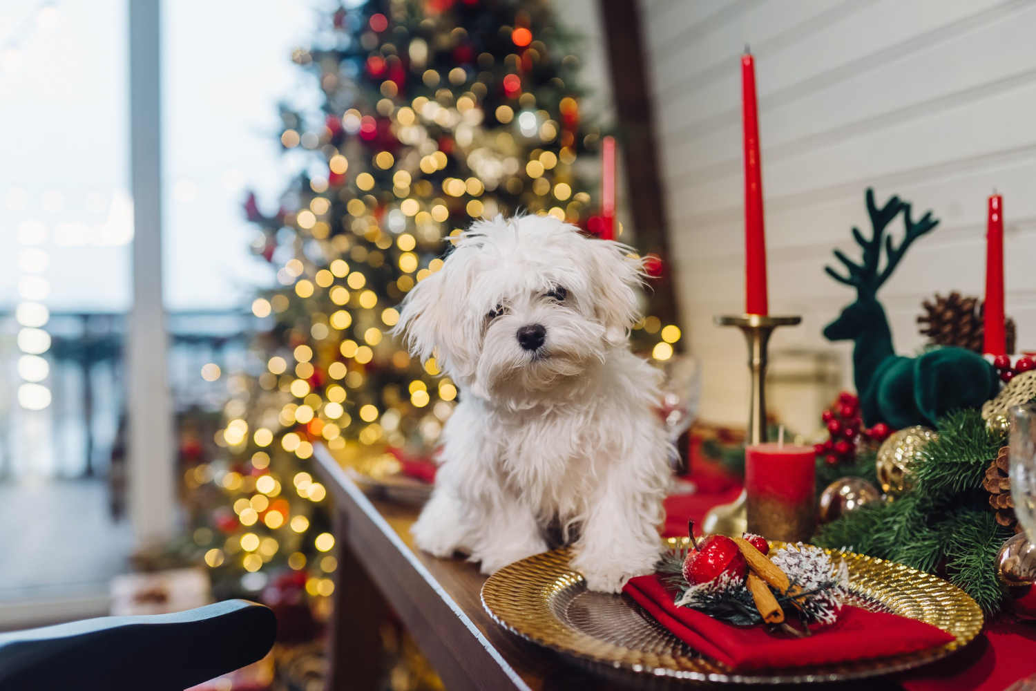 cachorro ceia natal