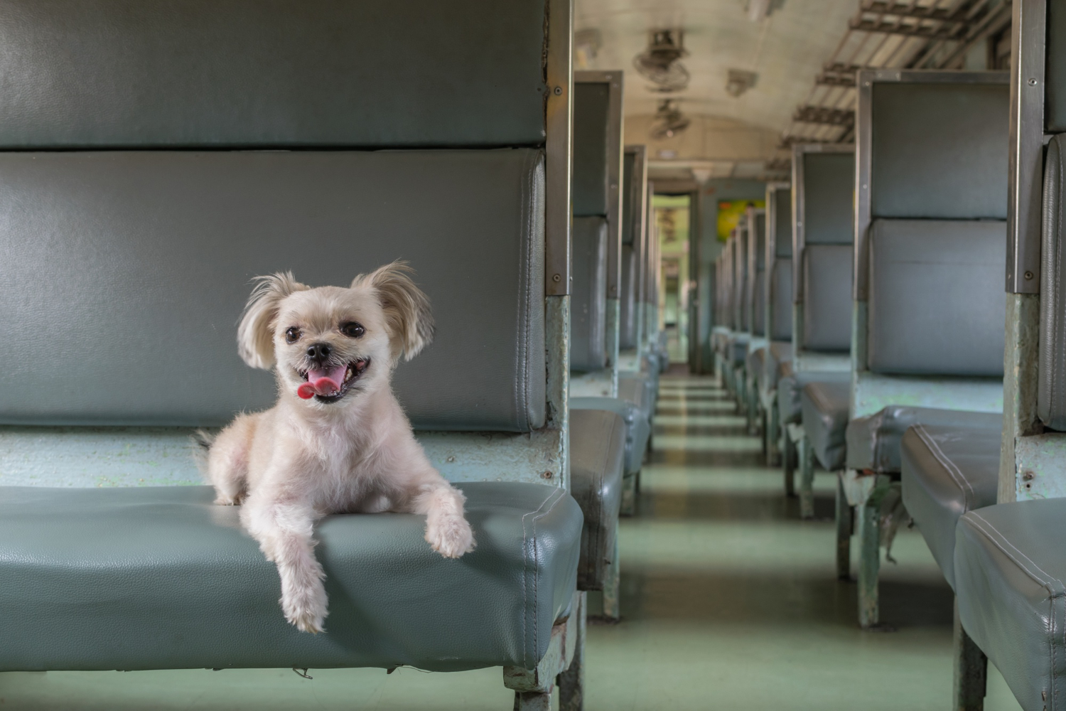 cão onibus