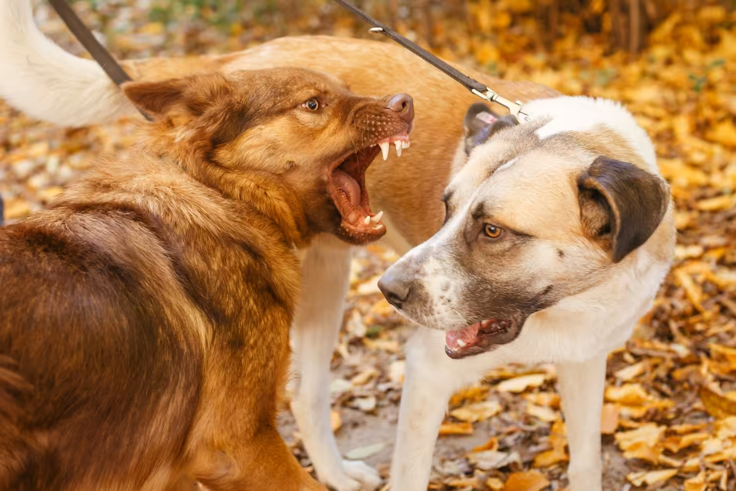 Estudo indica que cães machos são os que mais atacam e mordem os outros cães