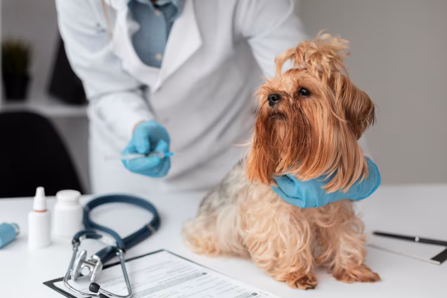 VetFamily e Boehringer Ingelheim se unem para oferecer condições especiais a clínicas veterinárias