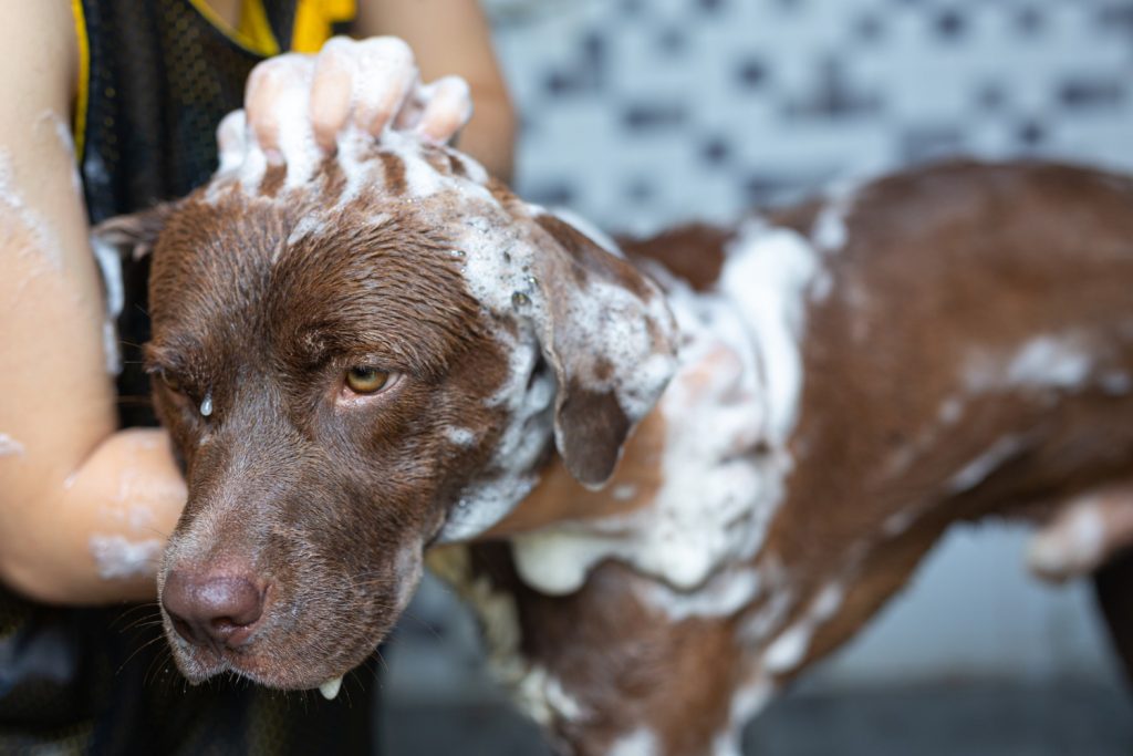 Como dar banho nos cães em casa