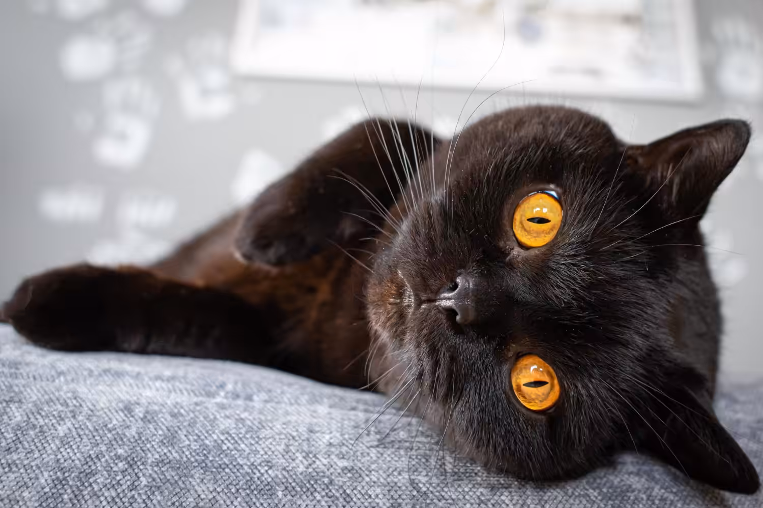 Levantamento mostra que 21% da população de gatos nos abrigos são pretos