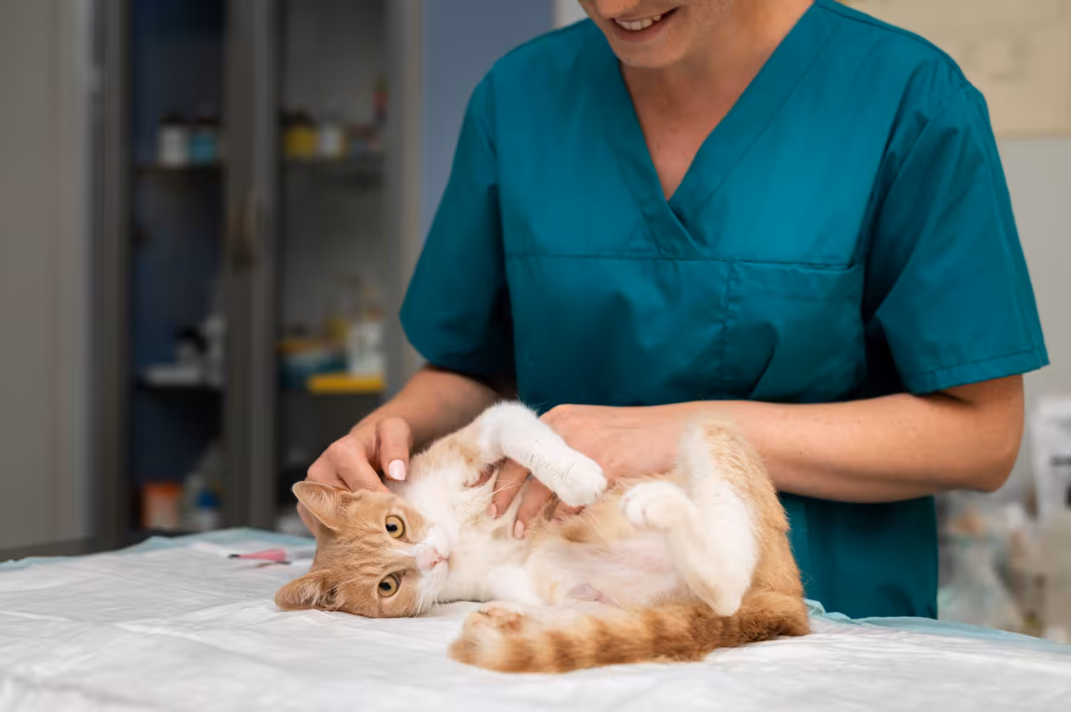 Hospital Veterinário da USP oferece sala exclusiva para o atendimento de felinos